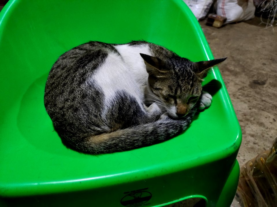 Sleep is my favourite routine. 😹