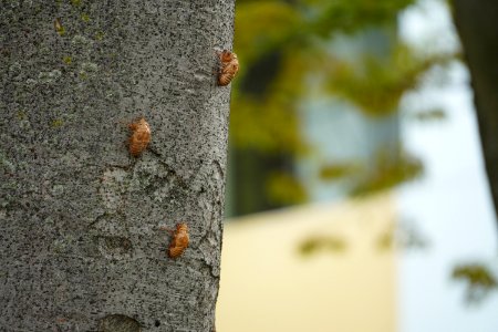 Shells of cicada