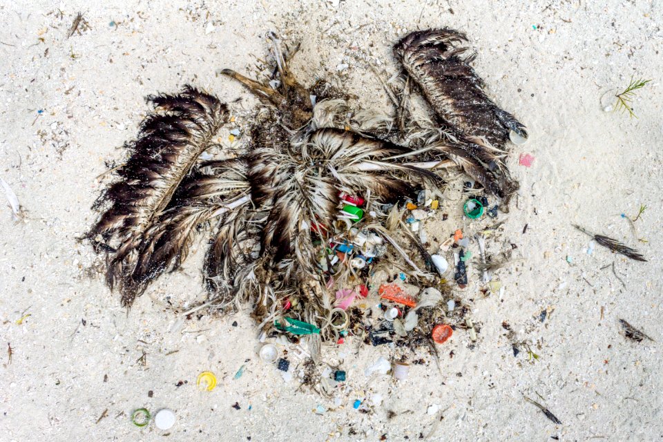 Plastic bursts from an albatross carcass as it decomposes. This particular bird had 558 pieces of plastic in its stomach when it died, which was likely the cause.