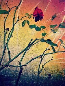 Blossom bloom flower