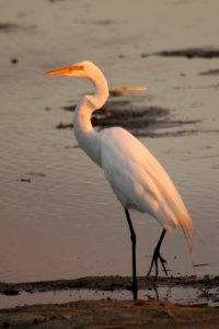 Great Egret at the Horicon Marsh photo