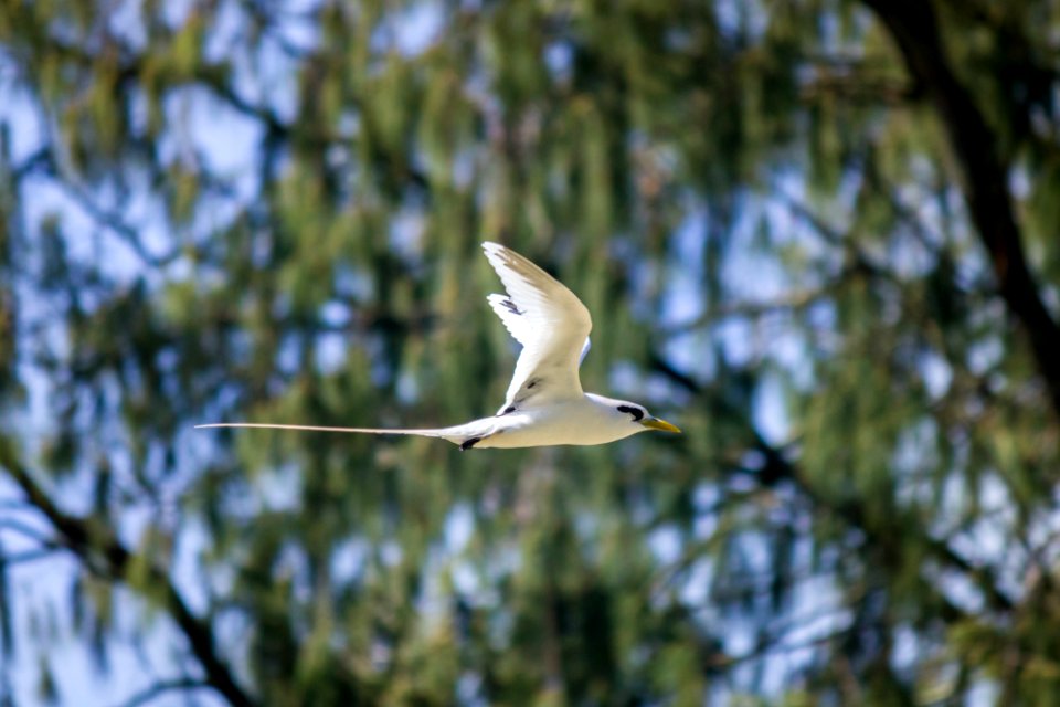 A white-tailed tropicbird (Phaethon lepturus) flying around the old orchard
