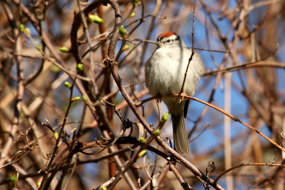 Chipping Sparrow - Free photos on creazilla.com