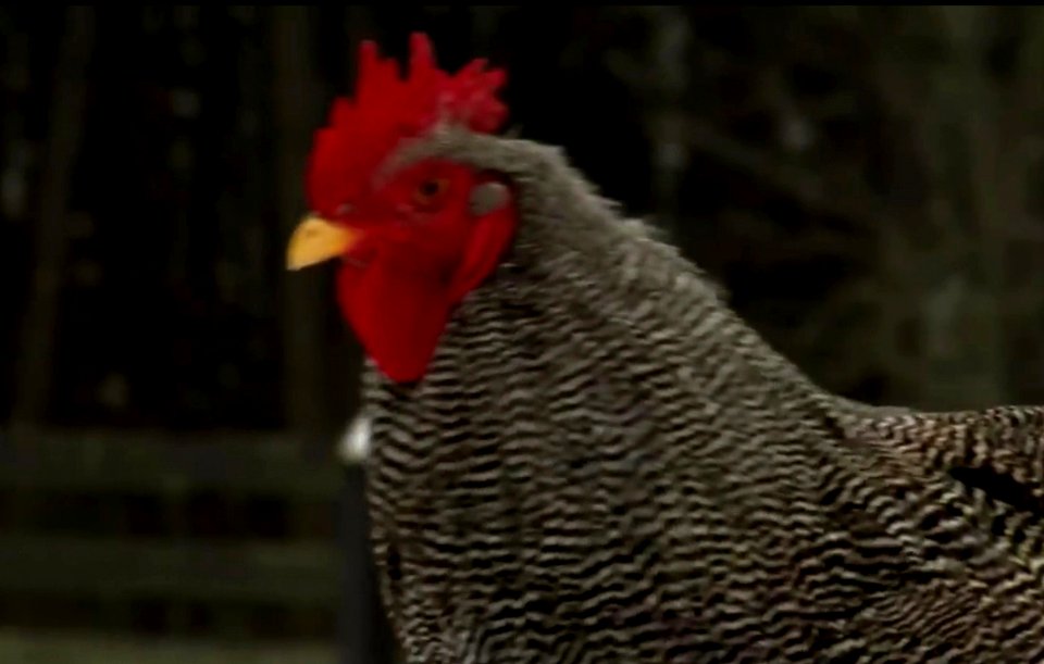 Chicken run