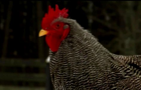 Chicken run