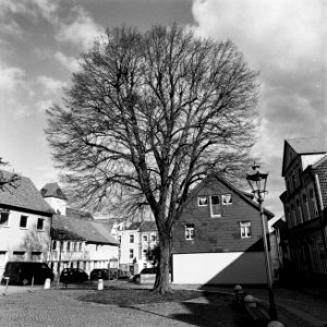 Tree - Analog