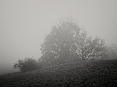 MIsty Sunday Morning - Photo Walk