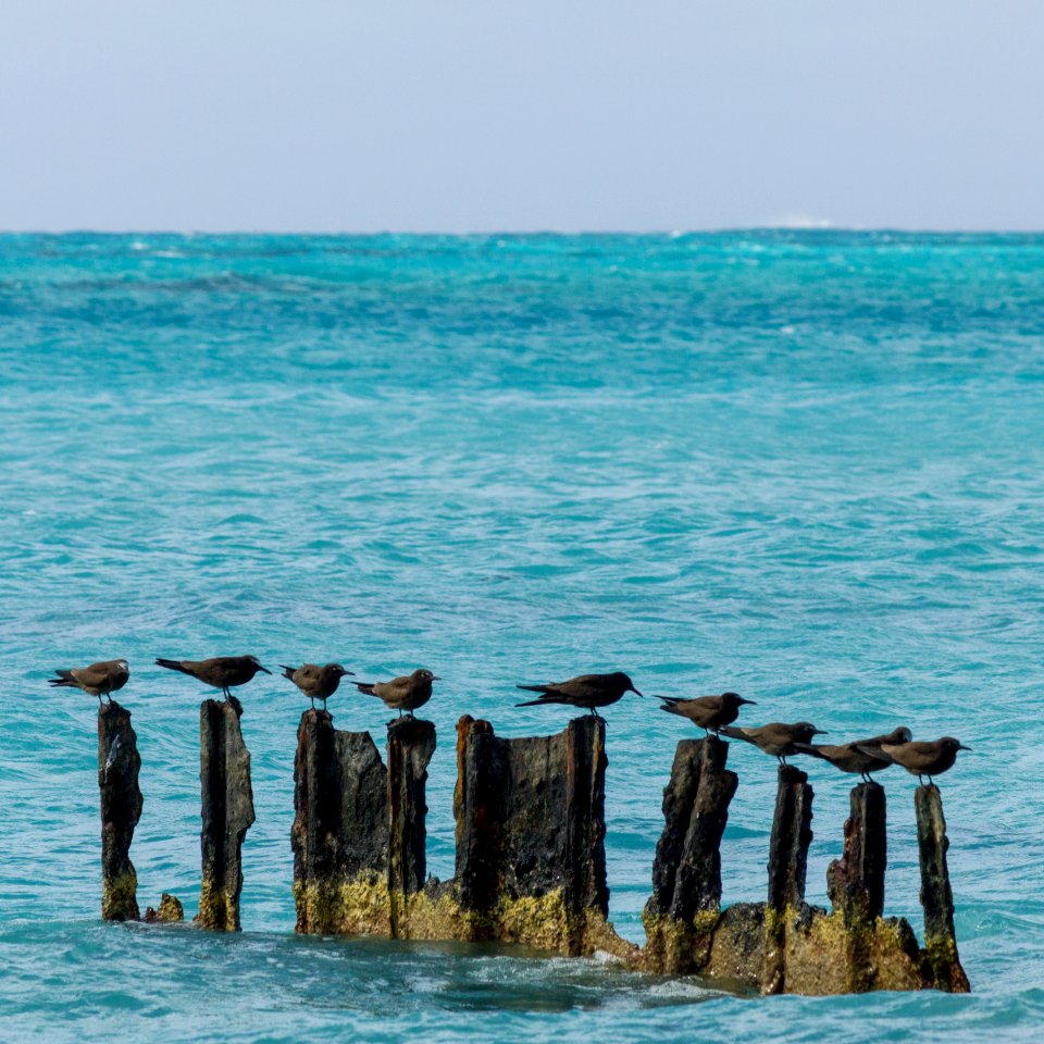 Brown noddies (Anous stolidus) perch on the remnants of a seawall near Rusty Bucket