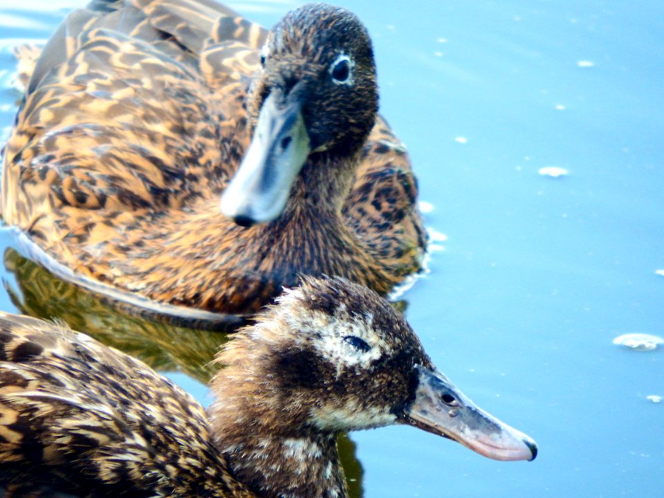 An adult female Laysan duck (Anas laysanensis) exhibits the characteristing squinting associated with botulism. This individual was captured, treated, immunized, banded, and re-released.