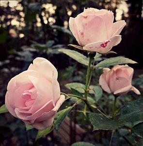 Flowers plant noble
