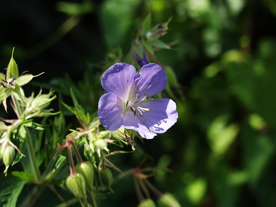Blue close up meadow