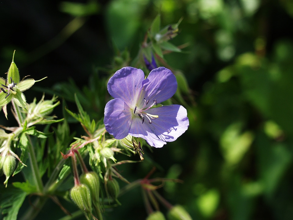 Blue close up meadow photo