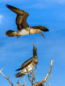 A juvenile red-footed booby (Sula sula) snaps at another booby flying too close