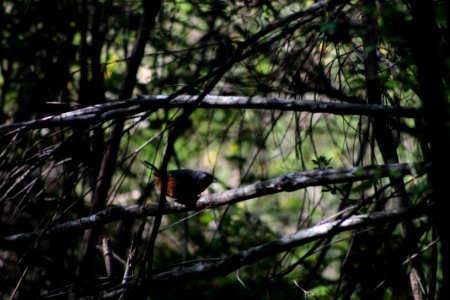 Chukao (Scelorchilus rubecula) photo