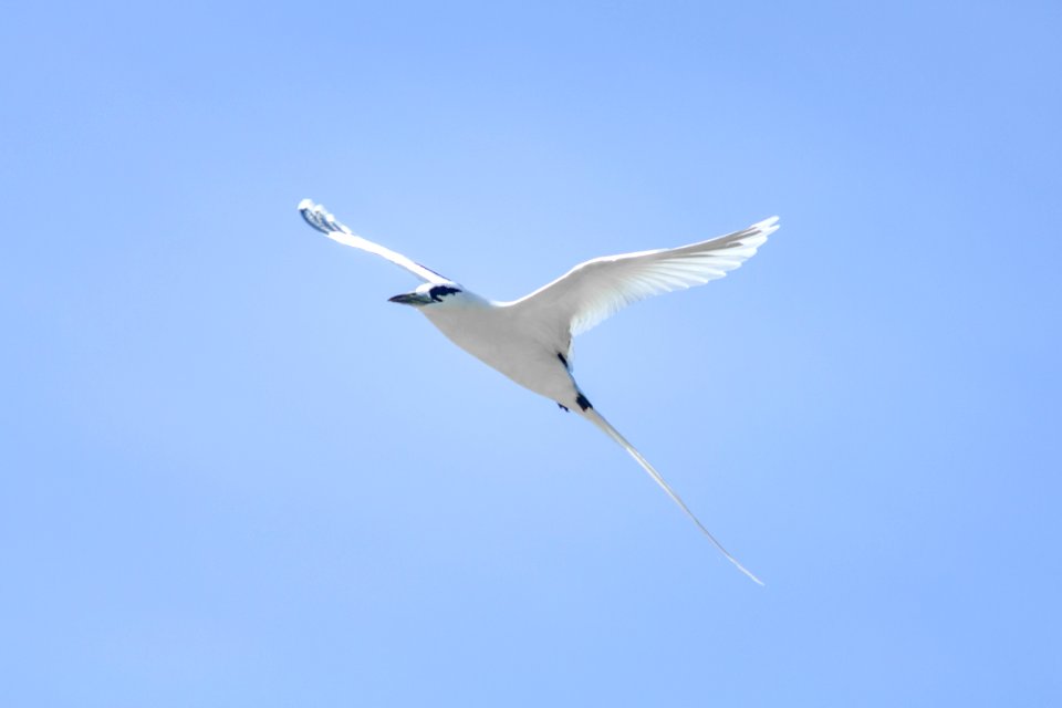 White-tailed tropicbird (Phaethon lepturus) against a blue sky