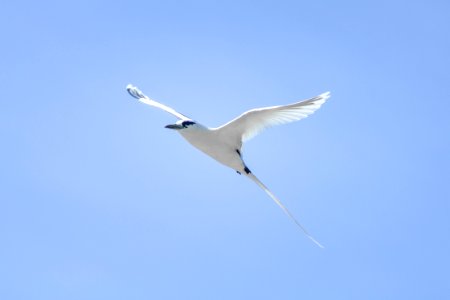 White-tailed tropicbird (Phaethon lepturus) against a blue sky