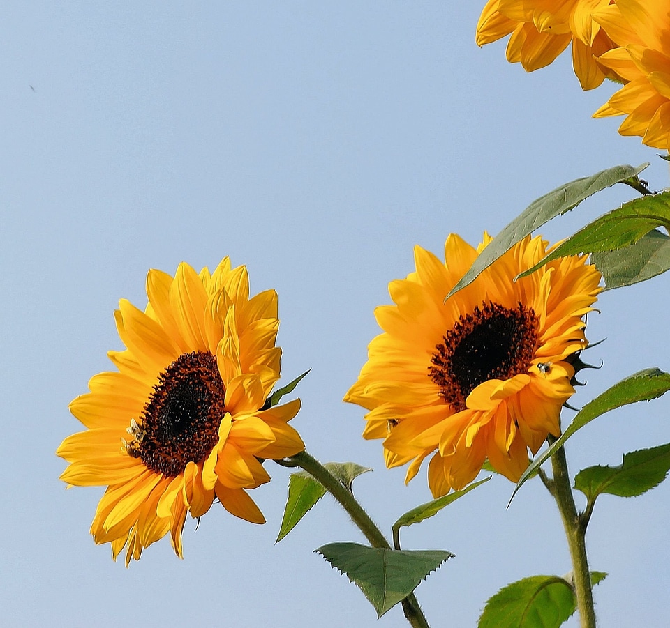Plant summer flora