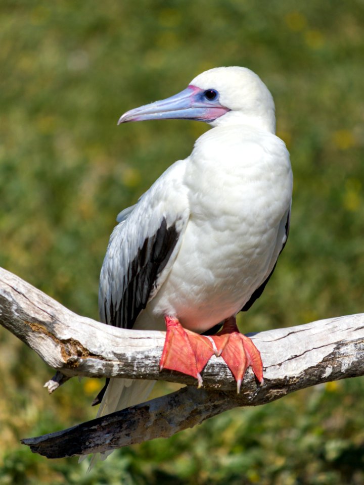 An adult red-footed booby (Sula sula) perches on a dead branch