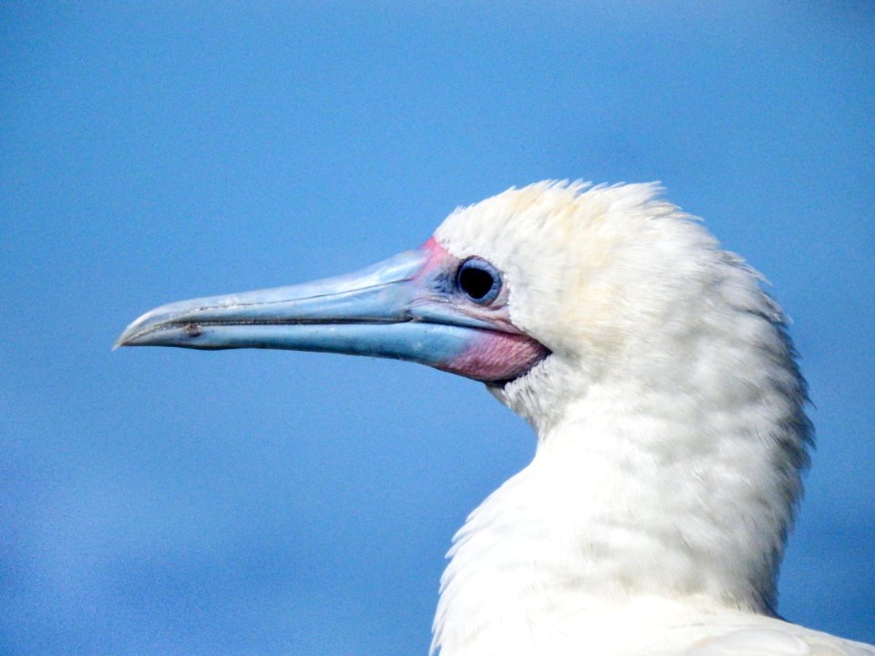 Close up of an adult red-footed booby (Sula sula)