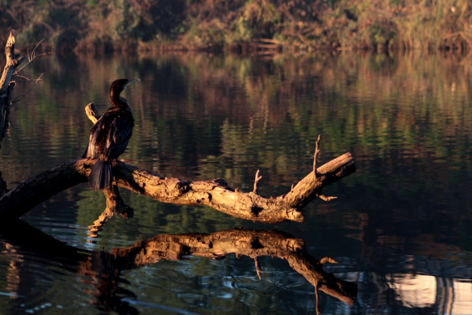Cormorán (Phalacrocorax brasilianus)