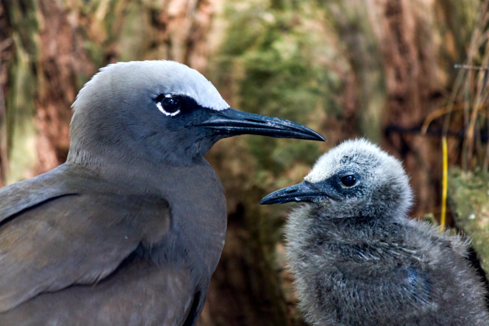 A brown noddy (Anous stolidus) and its chick