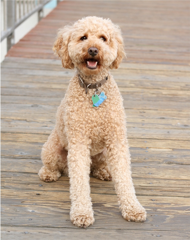 Cross-breed labrador poodle