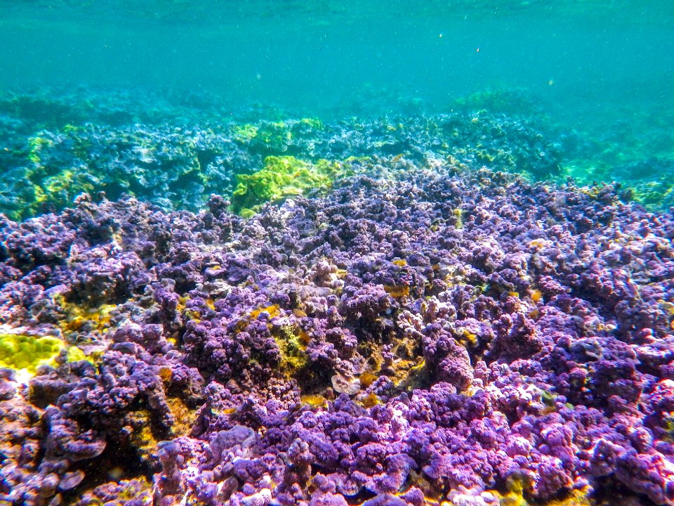 Purple coral grows in Midway's fringing reef