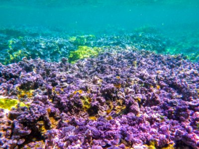 Purple coral grows in Midway's fringing reef