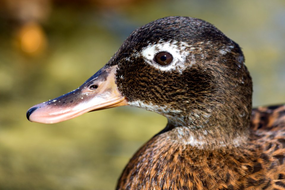 Close-up of an adult female Laysan duck (Anas laysanensis)