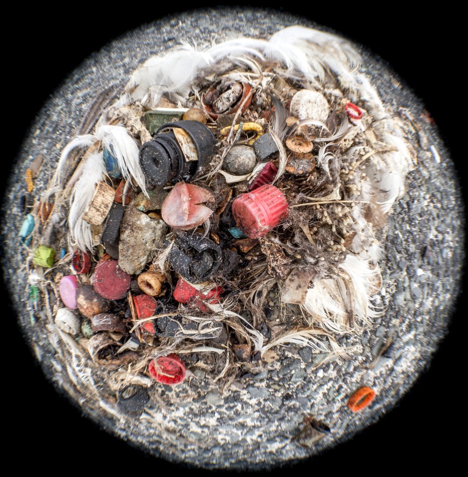 An albatross carcass bursts with plastic