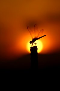 A cute Sunset