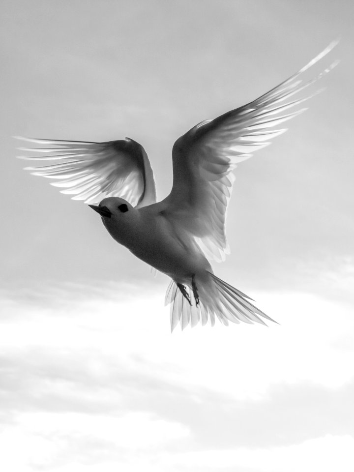 A white tern (Gygis alba) checks me out