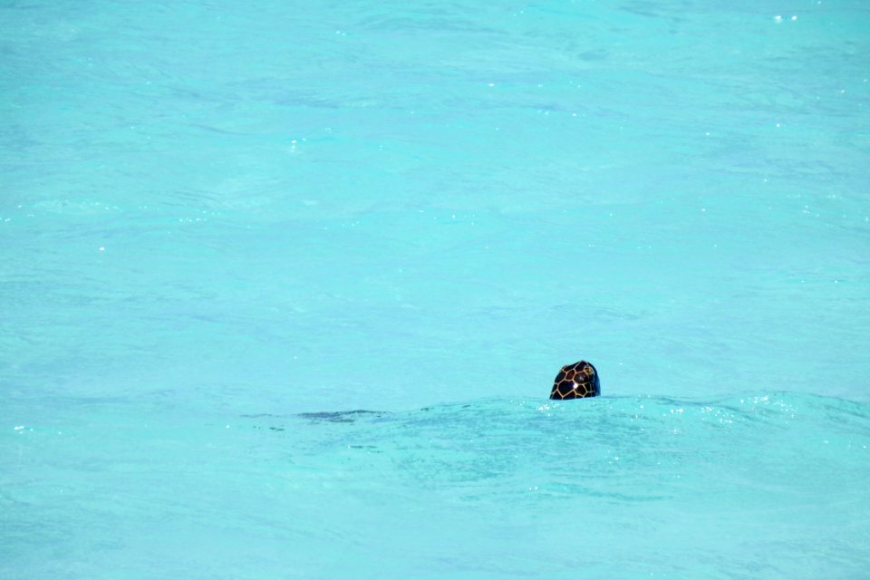 A green sea turtle (Chelonia mydas) pokes its head just above the gentle waves in Midway's shallow lagoon