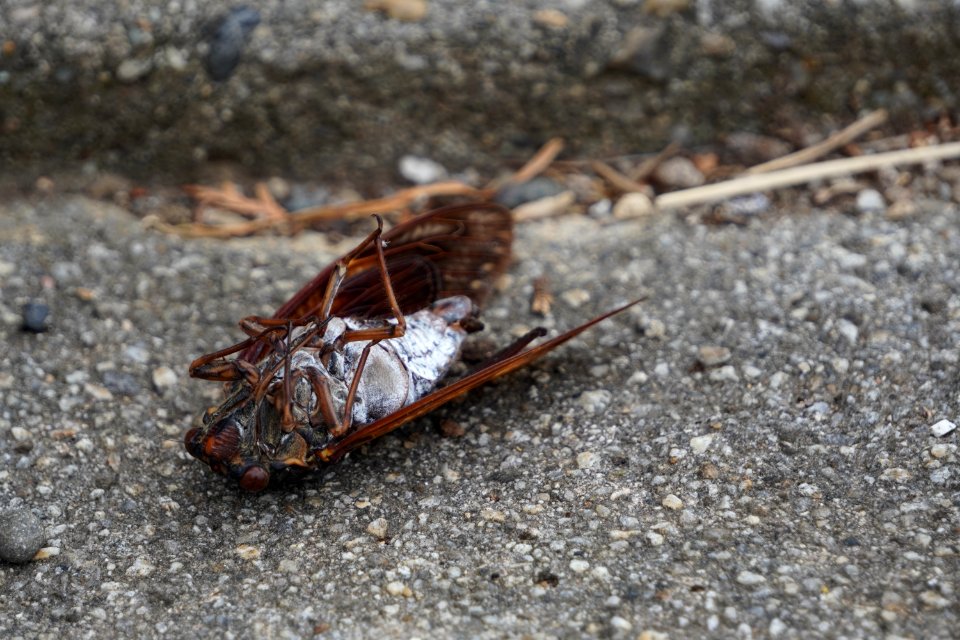 Dead aburazemi (cicada)