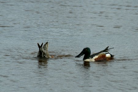 Northern Shovelers