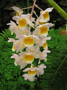 Natural blossom bloom