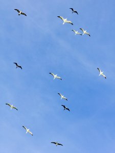 Red-footed boobies (Sula sula) and great frigatebirds (Fregata minor) gliding over Eastern Island photo