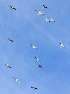 Red-footed boobies (Sula sula) and great frigatebirds (Fregata minor) gliding over Eastern Island