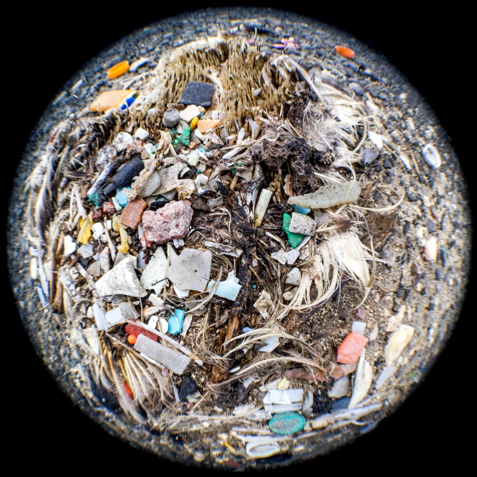 An albatross carcass bursts with plastic