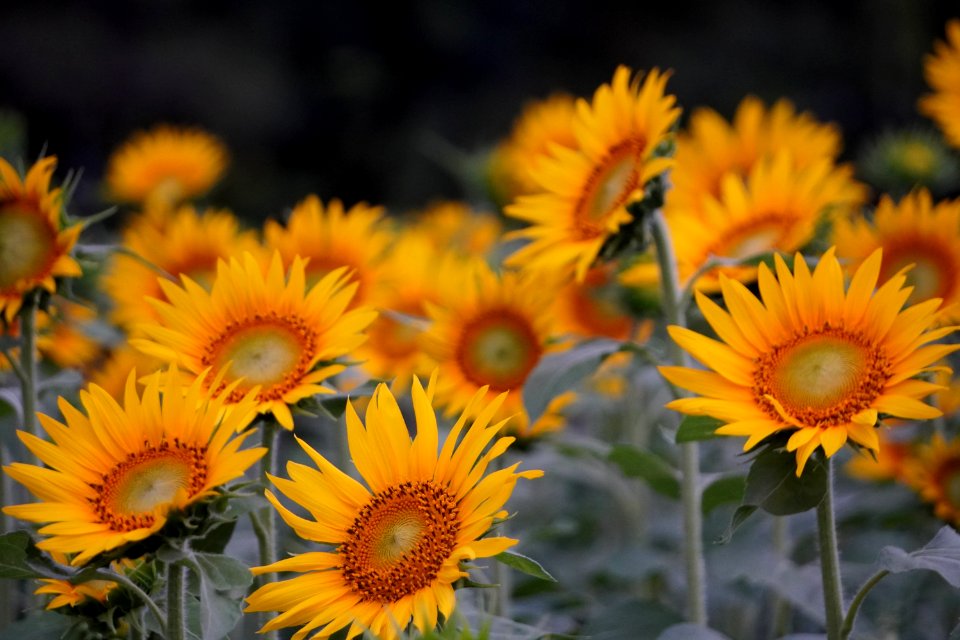 Sunflowers