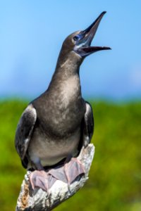 Portrait of a juvenile red-footed booby (Sula sula) photo