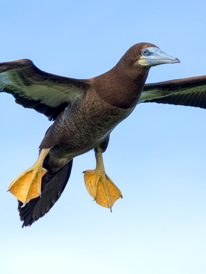 A juvenile brown booby (Sula leucogaster) in flight