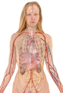 Body skin organs photo