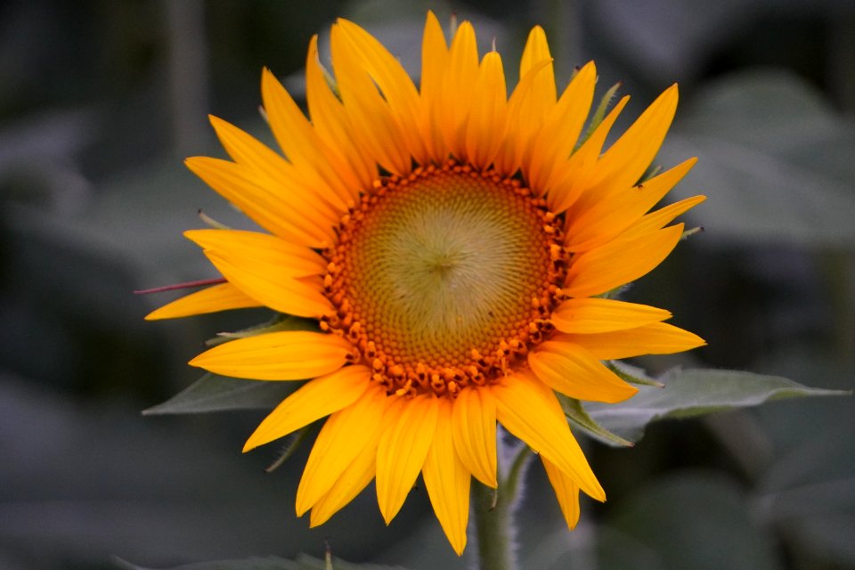A sunflower