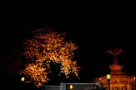 Night garden