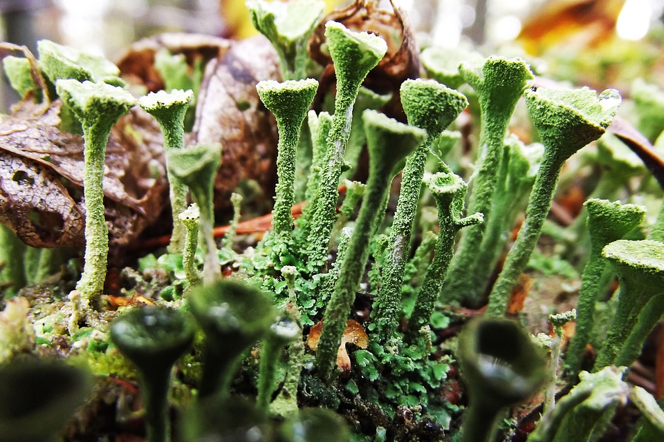 Macro nature foliage