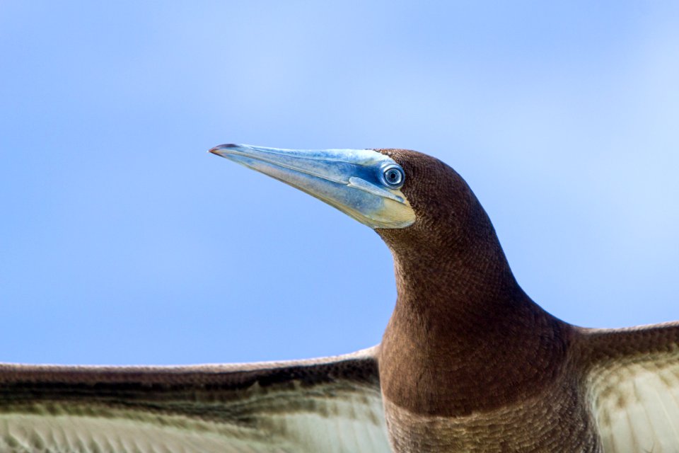 Close-up of a juvenile brown booby (Sula leucogaster) in flight