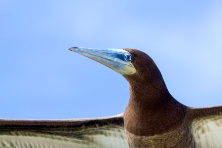 Close-up of a juvenile brown booby (Sula leucogaster) in flight