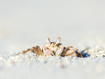 A ghost crab sits outside its hole on North Beach photo