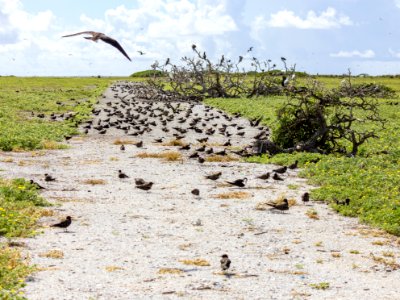 A congregation of adult and juvenile sooty terns (Onychoprion fuscatus) on Eastern Island